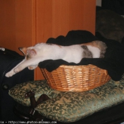 Photo de Chat domestique