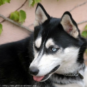 Photo de Husky siberien