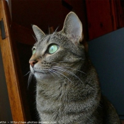 Photo d'Ocicat