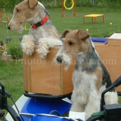 Photo de Fox terrier  poil dur