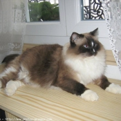 Photo de Ragdoll