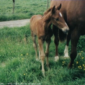 Photo de Selle franais