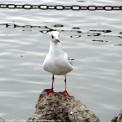 Photo de Mouette