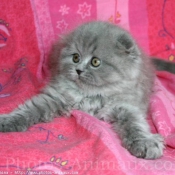 Photo de Scottish fold