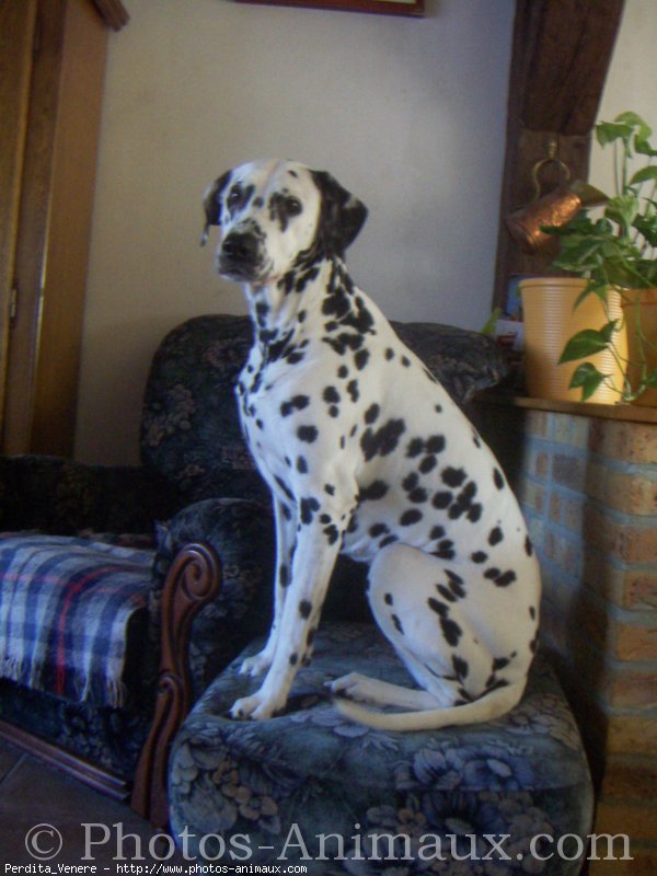 Photo de Dalmatien