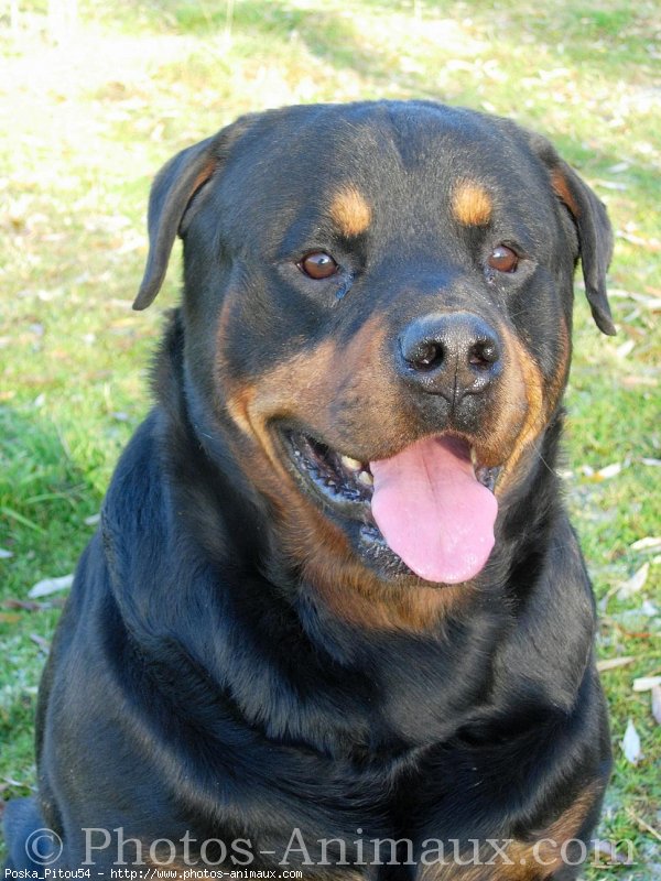 Photo de Rottweiler