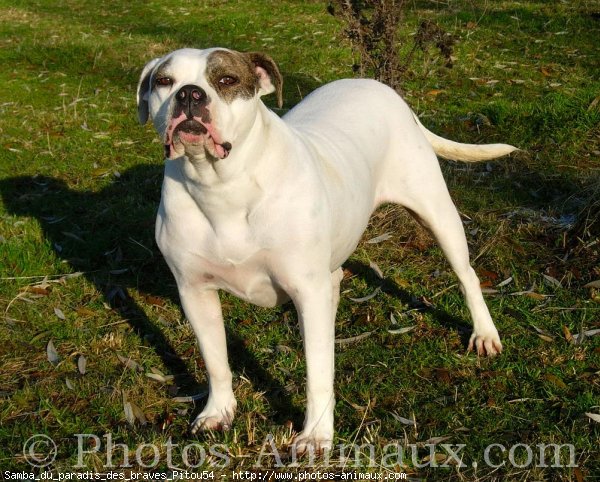 Photo de Bulldog americain