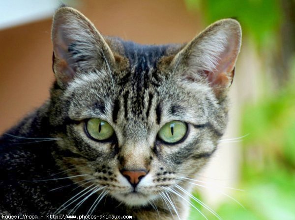 Photo de Chat domestique