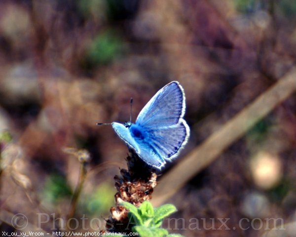 Photo de Papillon