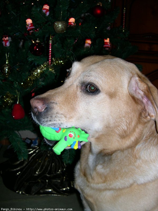 Photo de Labrador retriever