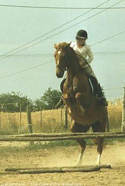 Photo de Poney franais de selle