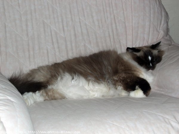 Photo de Ragdoll