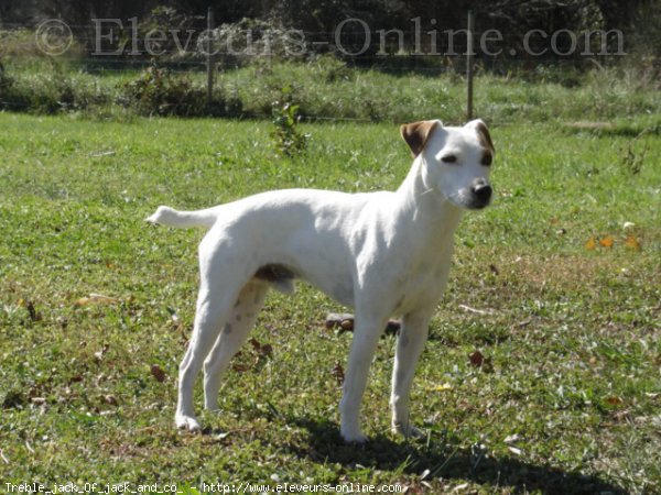 Photo de Parson russell terrier