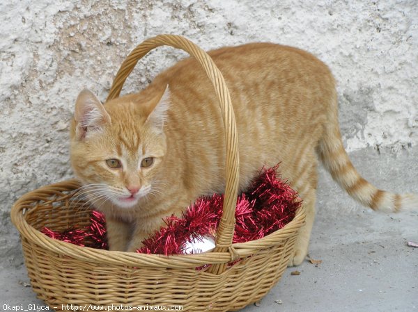 Photo de Chat domestique