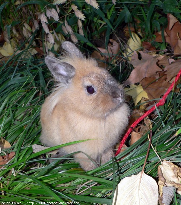 Photo de Lapin