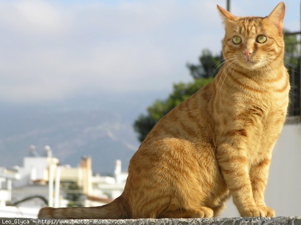 Photo de Chat domestique