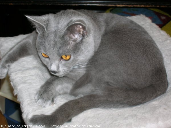 Photo de Chartreux