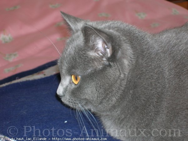 Photo de Chartreux