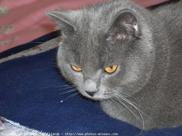 Photo de Chartreux