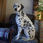 Photo de Dalmatien