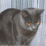 Photo de Chartreux