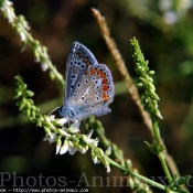 Photo de Papillon