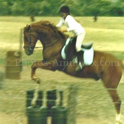 Photo de Poney franais de selle