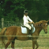 Photo de Poney franais de selle