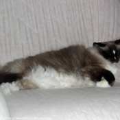 Photo de Ragdoll