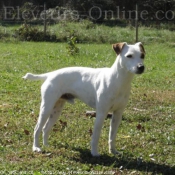 Photo de Parson russell terrier