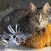 Photo de Chat domestique