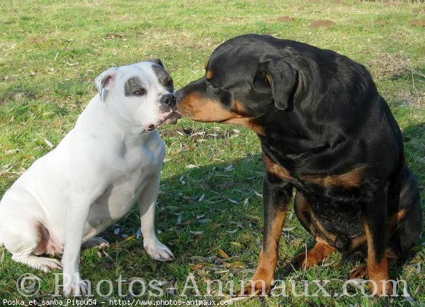 Photo de Races diffrentes