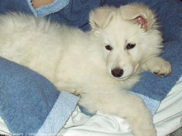 Photo de Berger blanc suisse