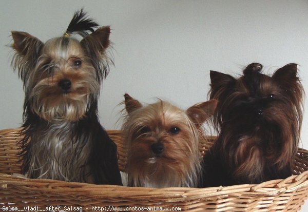 Photo de Yorkshire terrier