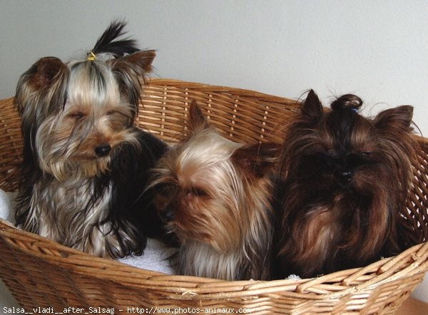 Photo de Yorkshire terrier