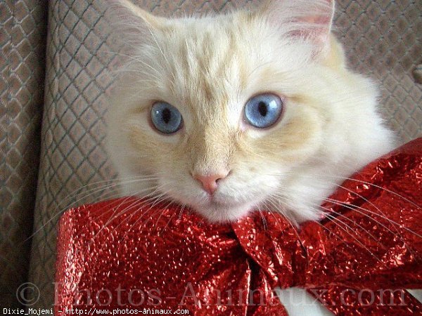 Photo de Ragdoll