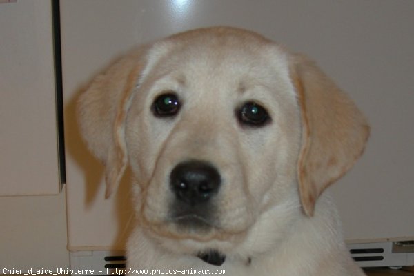 Photo de Labrador retriever