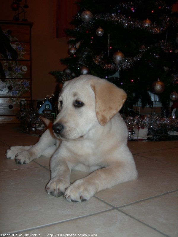 Photo de Labrador retriever