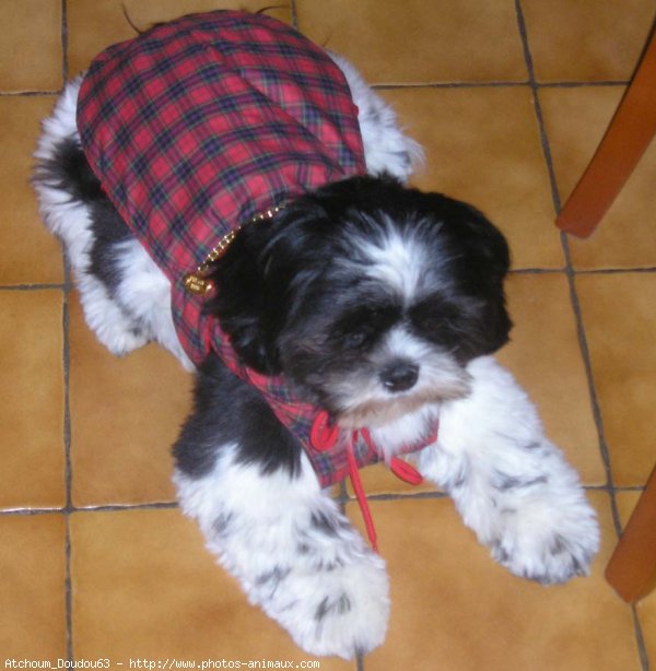 Photo de Shih tzu