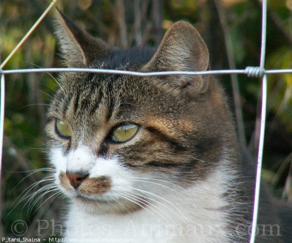 Photo de Chat domestique