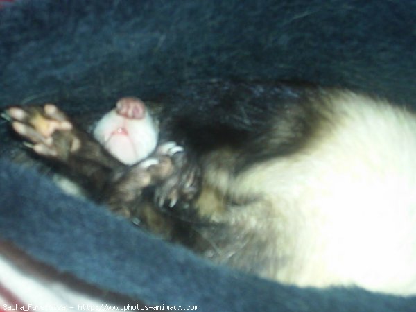 Photo de Furet