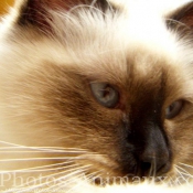 Photo de Sacr de birmanie