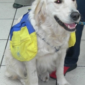 Photo de Labrador retriever