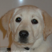 Photo de Labrador retriever