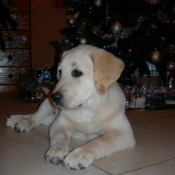 Photo de Labrador retriever