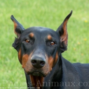 Photo de Dobermann