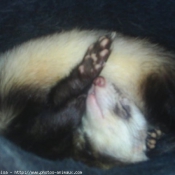 Photo de Furet