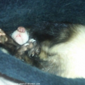 Photo de Furet