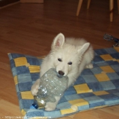 Photo de Berger blanc suisse