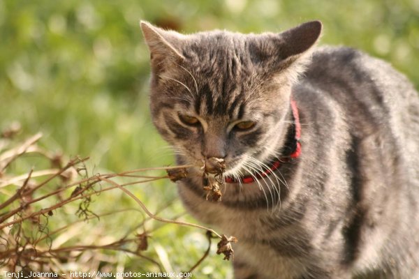 Photo de Chat domestique